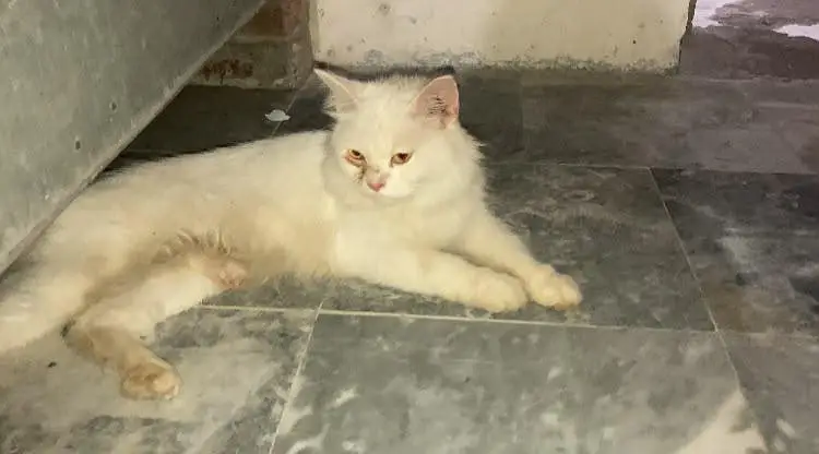 propression cat — photo 2