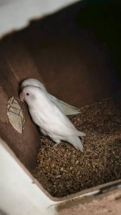 albino love bird urgent sale