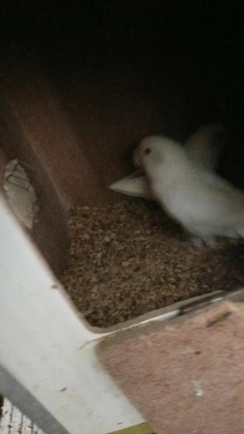albino love bird urgent sale — photo 2