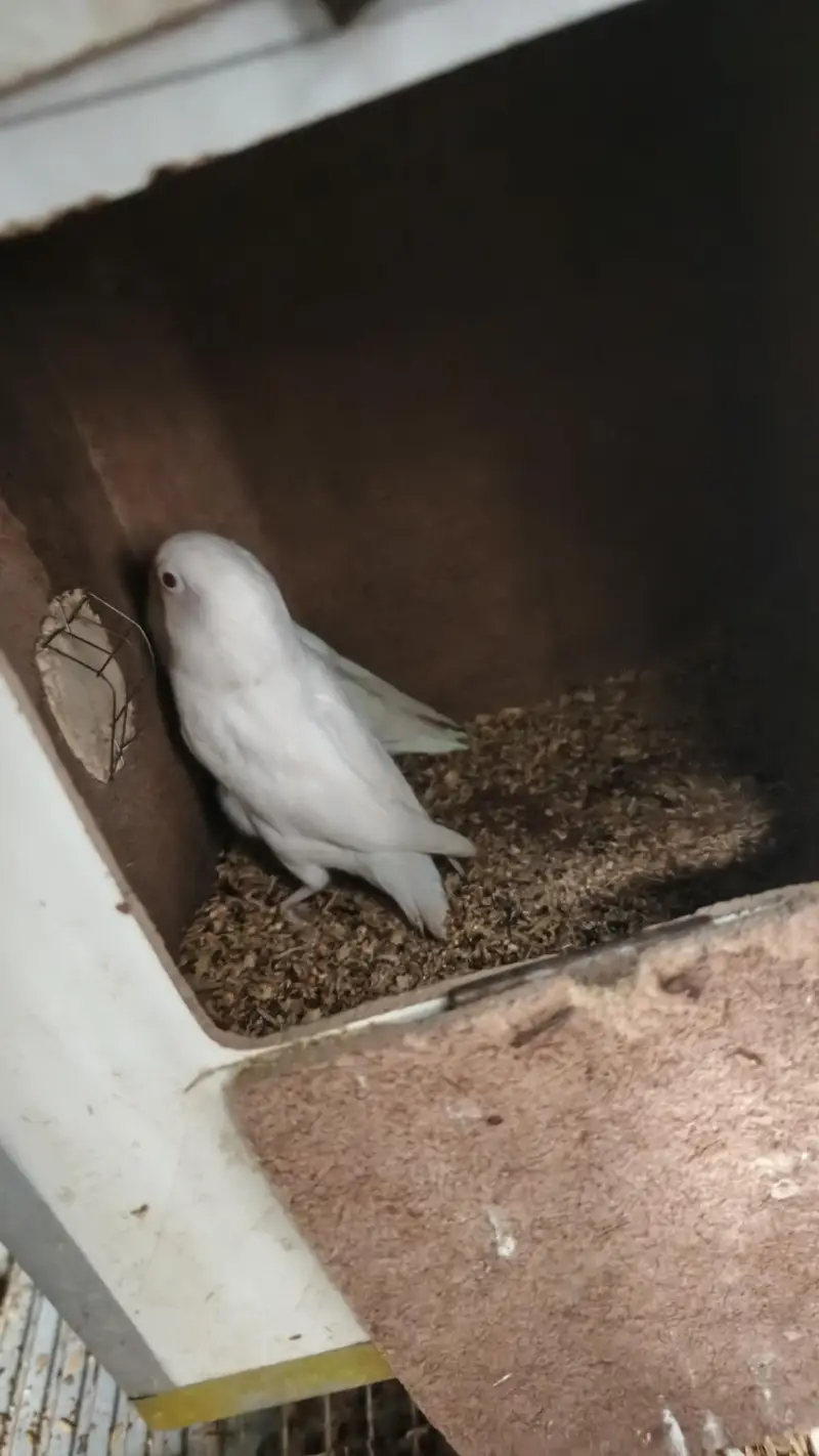 albino love bird urgent sale — photo 3