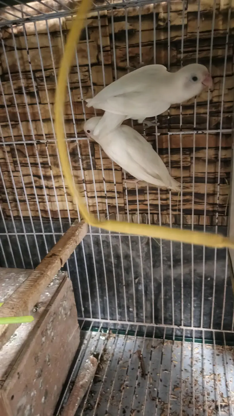 albino love bird urgent sale — photo 4