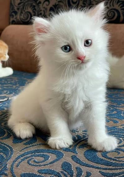 two months Persian kitten for sale pure white triple coat