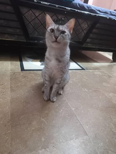 Egyptian mao cat for sale