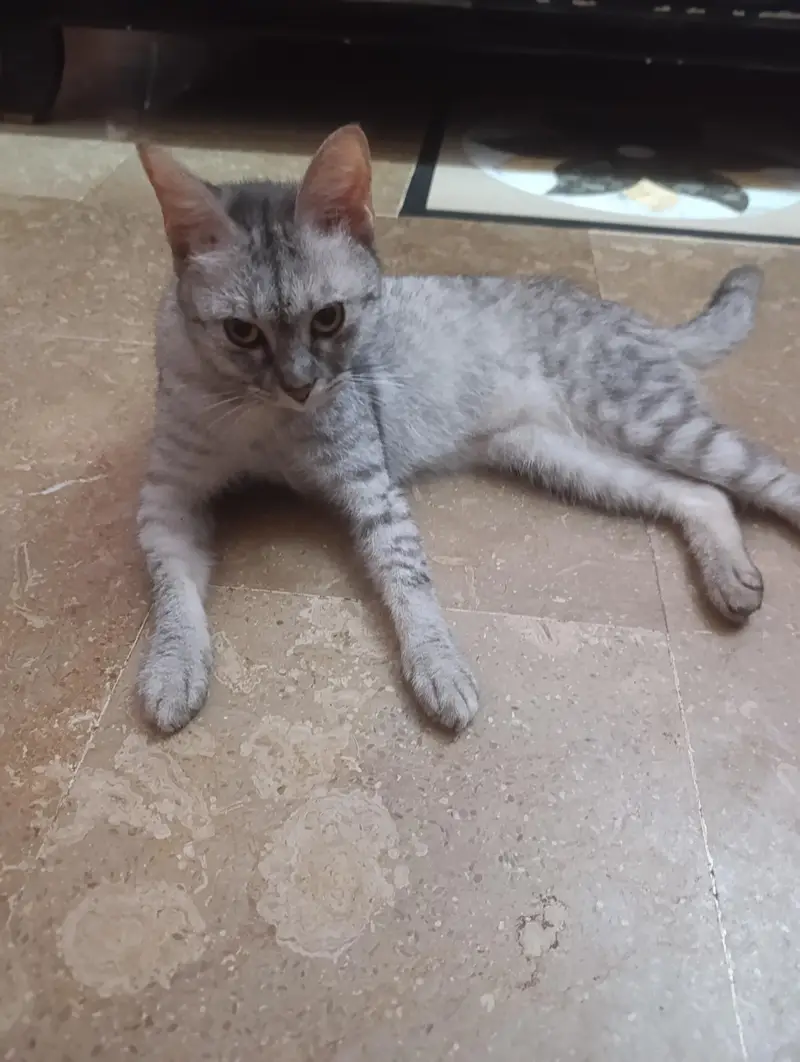 Egyptian mao cat for sale — photo 2