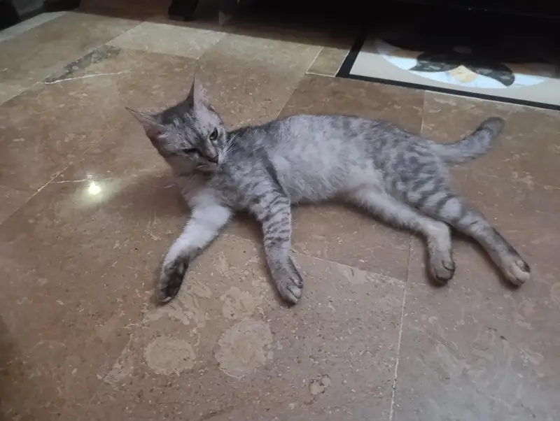 Egyptian mao cat for sale — photo 3