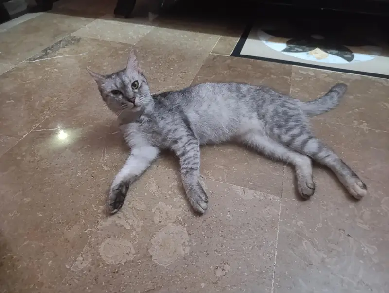 Egyptian mao cat for sale — photo 4