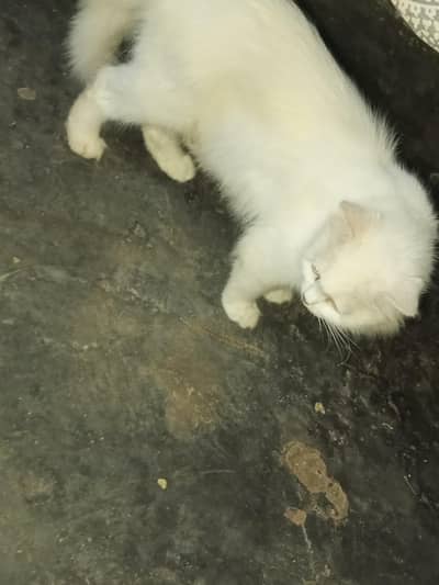 Persian Cat And 3 kitten