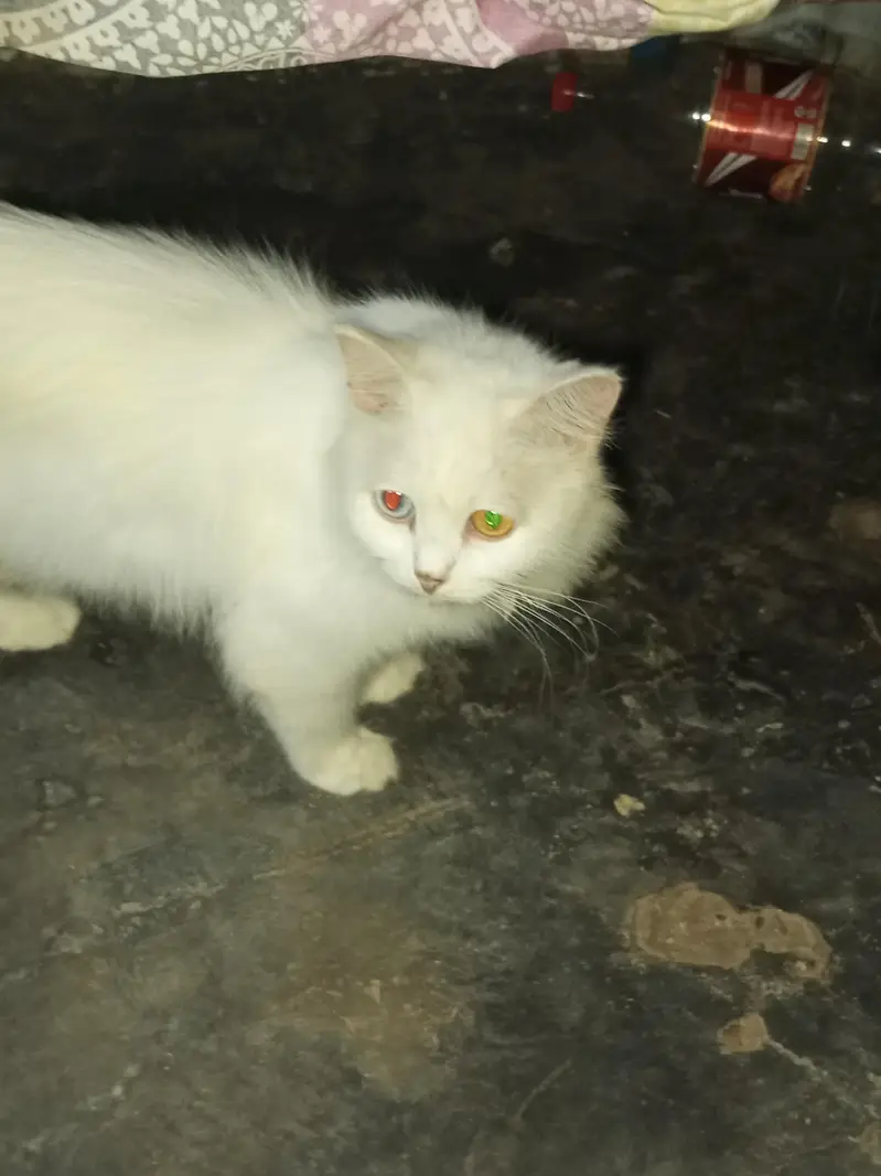 Persian Cat And 3 kitten — photo 2