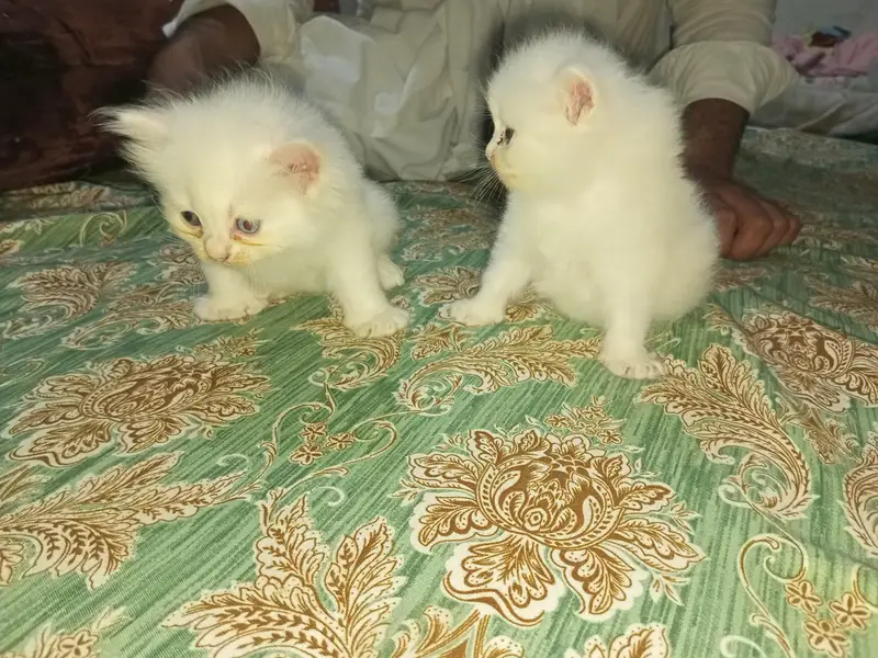 Persian Cat And 3 kitten — photo 3