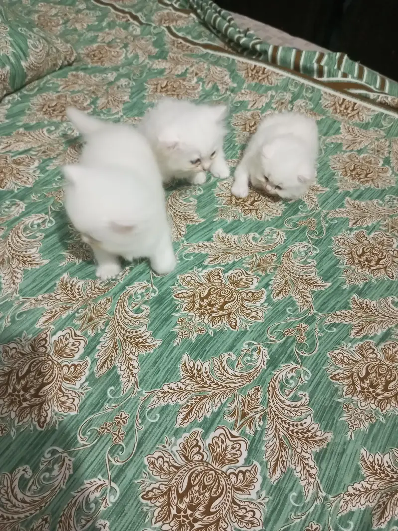 Persian Cat And 3 kitten — photo 4