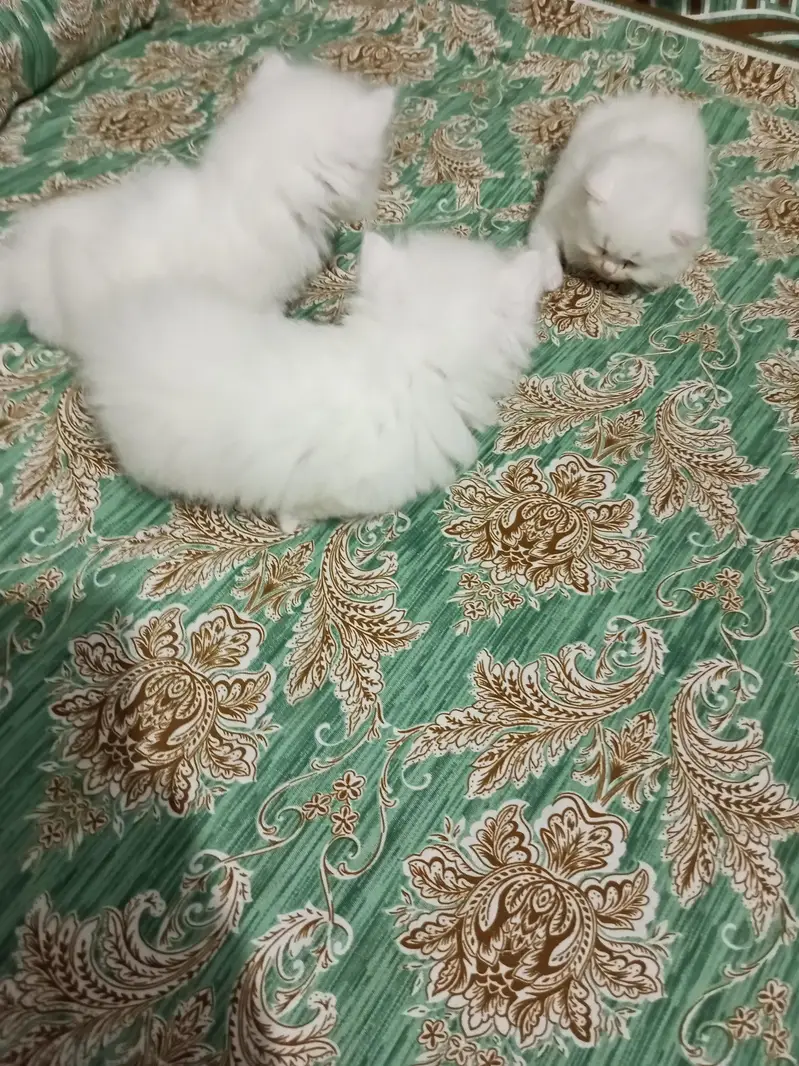 Persian Cat And 3 kitten — photo 5