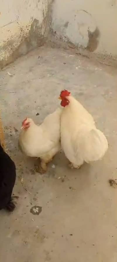 Bantam Tirao