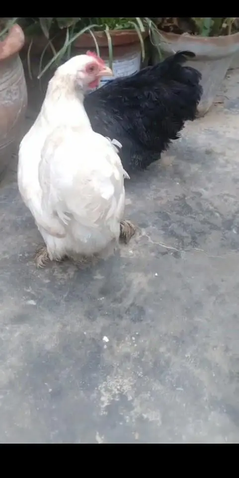 Bantam Tirao — photo 2