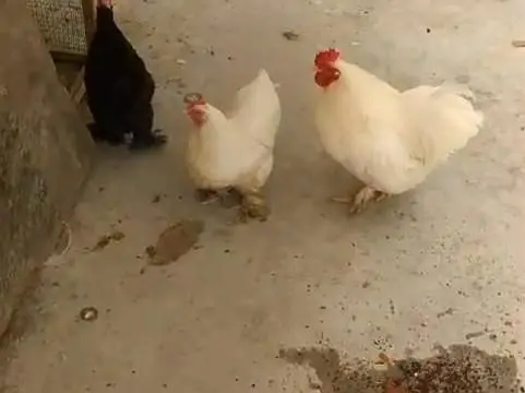 Bantam Tirao — photo 3