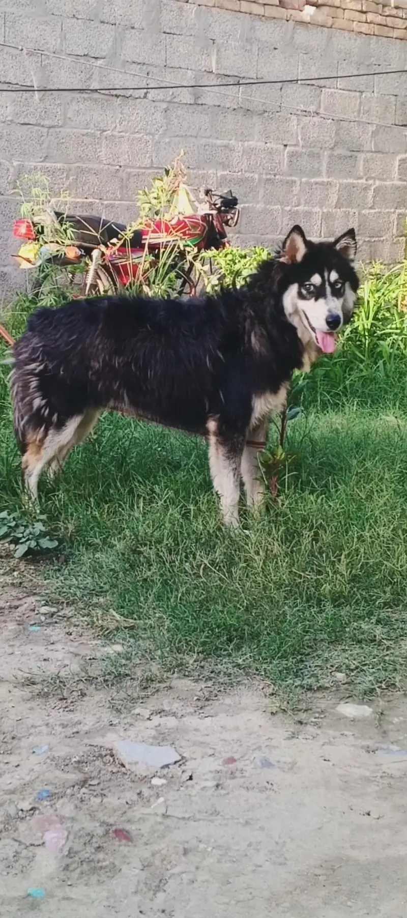 black and blue eyes Siberian husky — photo 2