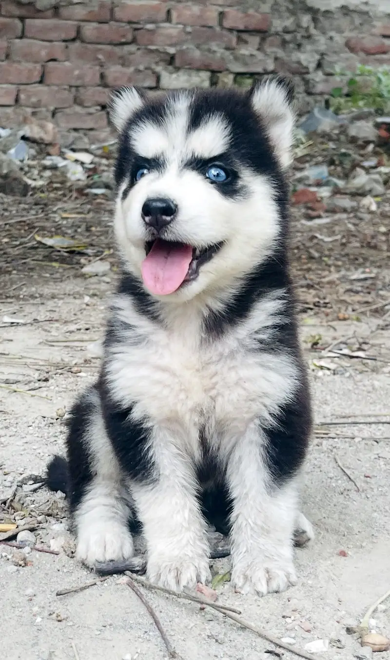 Top Notch Wooly Coat Siberian Husky Pup — photo 2