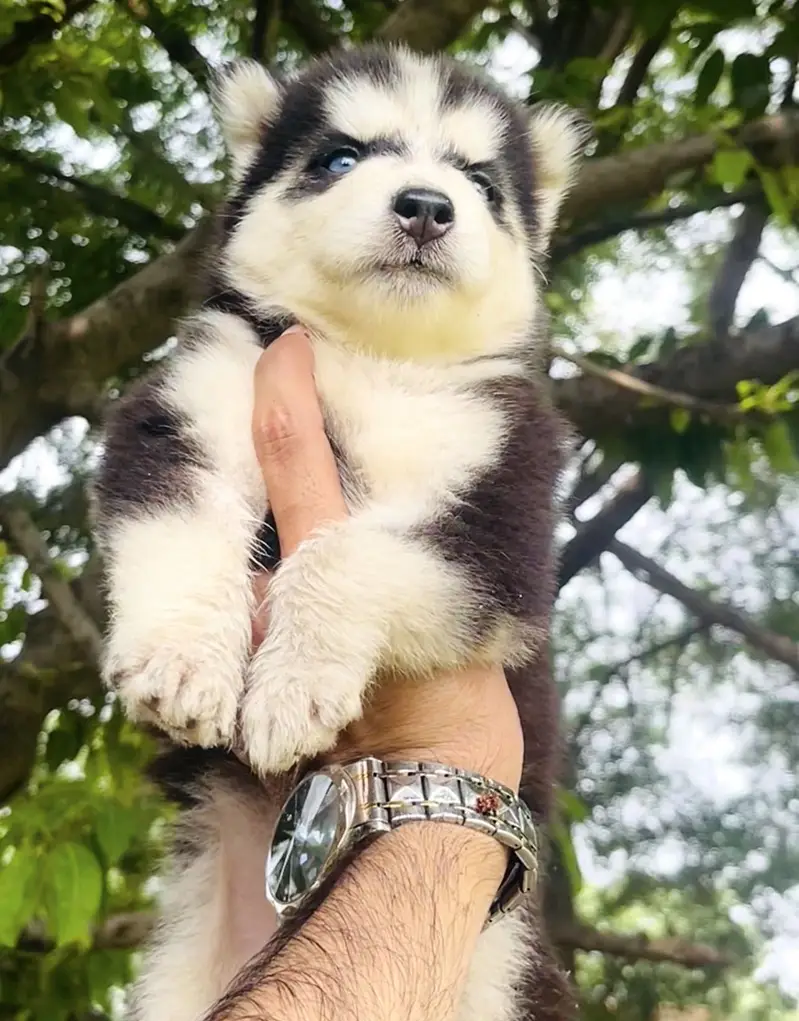 Top Notch Wooly Coat Siberian Husky Pup — photo 3
