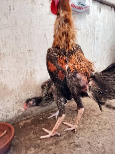 aseel sath mora 2 murge aik murgi