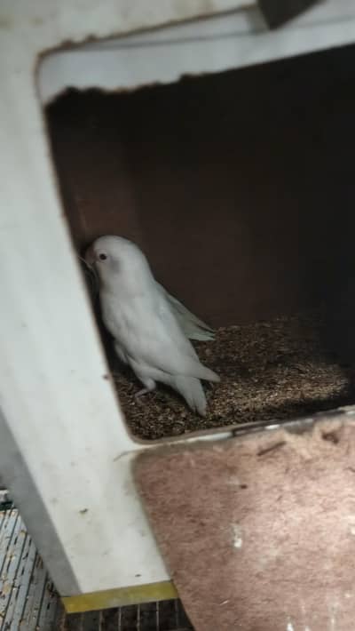 love bird 2 airs available
