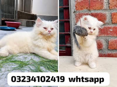 Punch face female kitten available for sale peki/punch bloodline