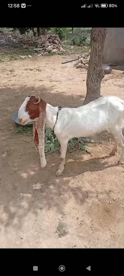 kamori betal goat