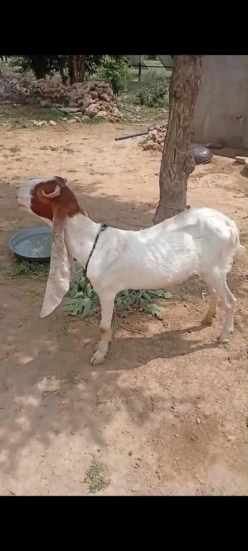 kamori betal goat — photo 2