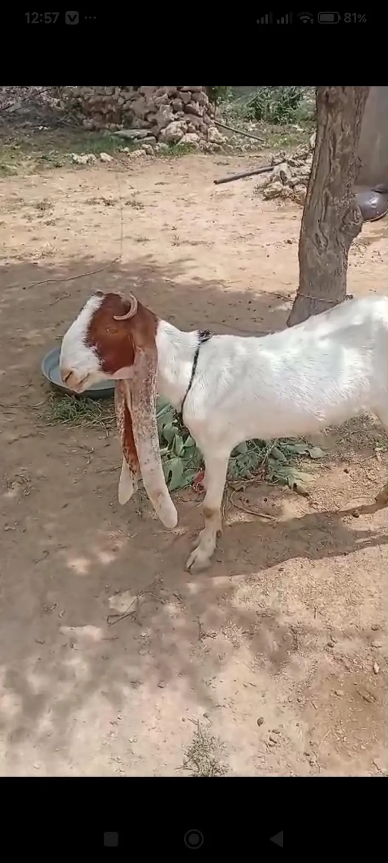 kamori betal goat — photo 3