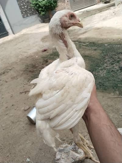 shamo Aseel for sale