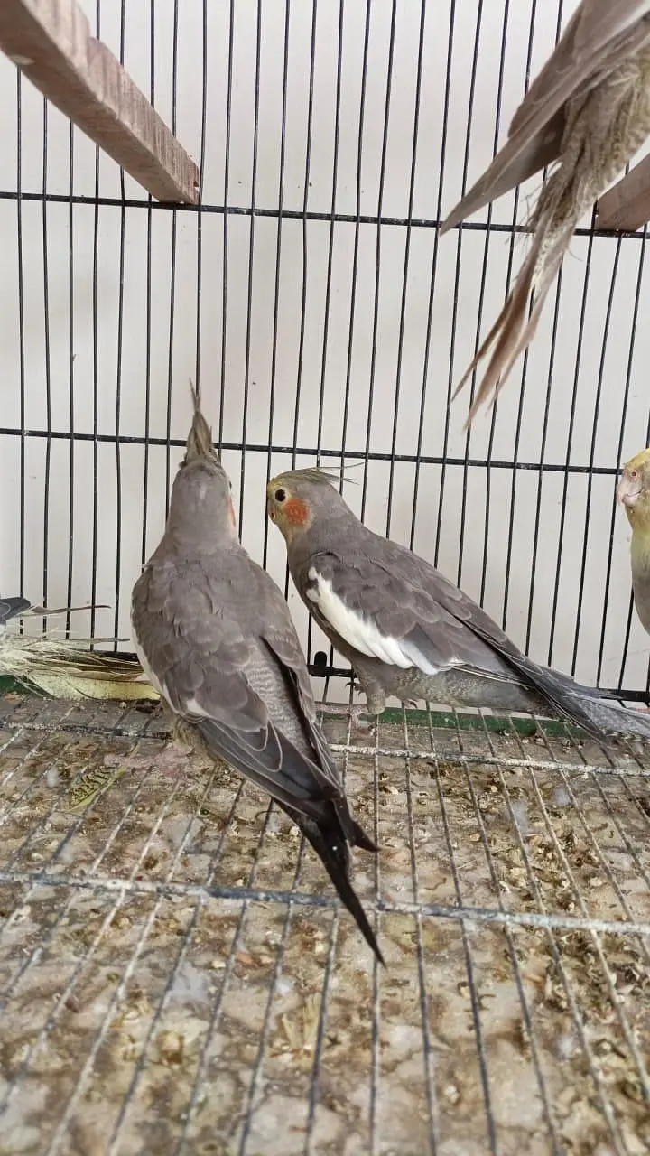 cocktail birds parrots — photo 5