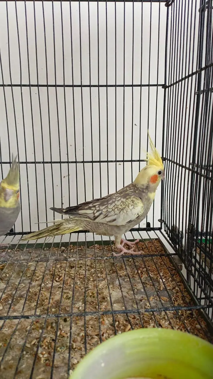 cocktail birds parrots — photo 6