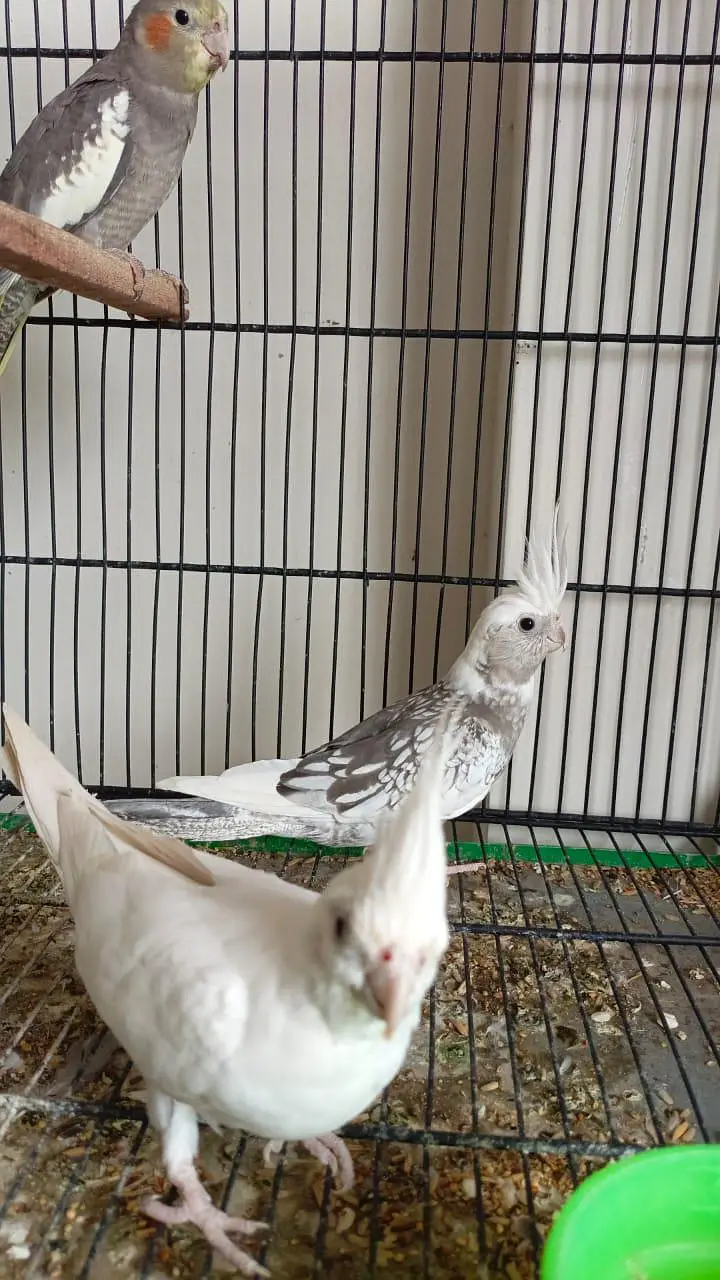 cocktail birds parrots — photo 7