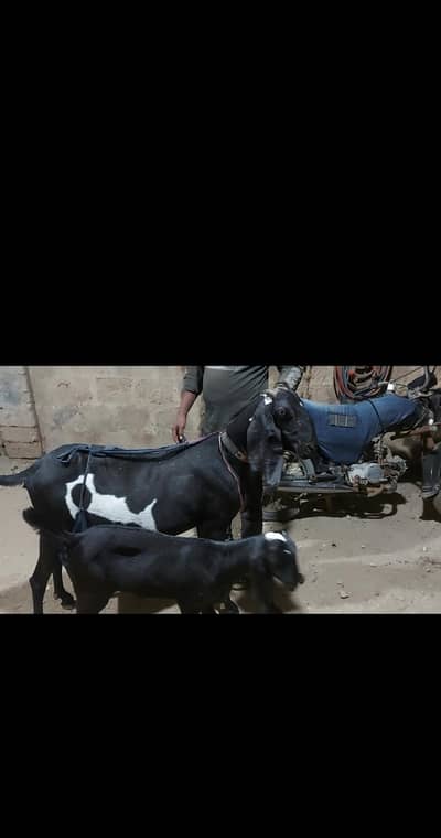 Top quality Home-Bred Goats are available for sale |