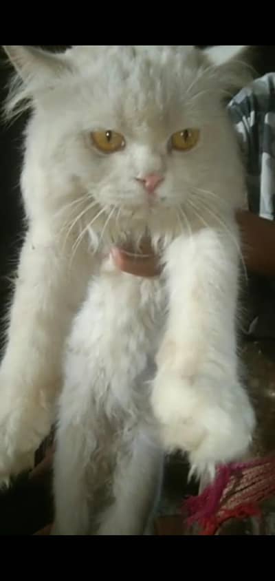 persian good house cat