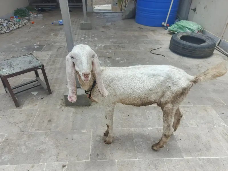 Kamori & Rajanpuri Gulabi Pair — photo 3