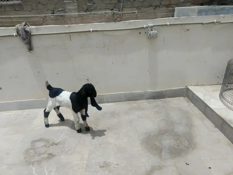 Kamori & Rajanpuri Gulabi Pair — photo 4