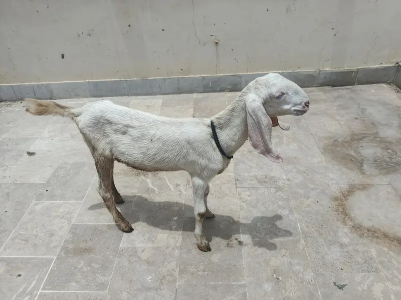 Kamori & Rajanpuri Gulabi Pair — photo 2