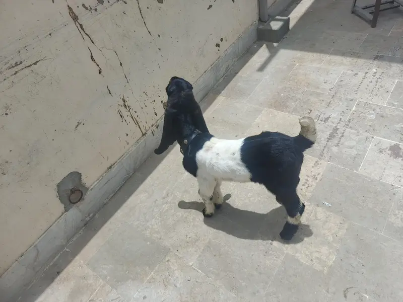 Kamori & Rajanpuri Gulabi Pair — photo 5