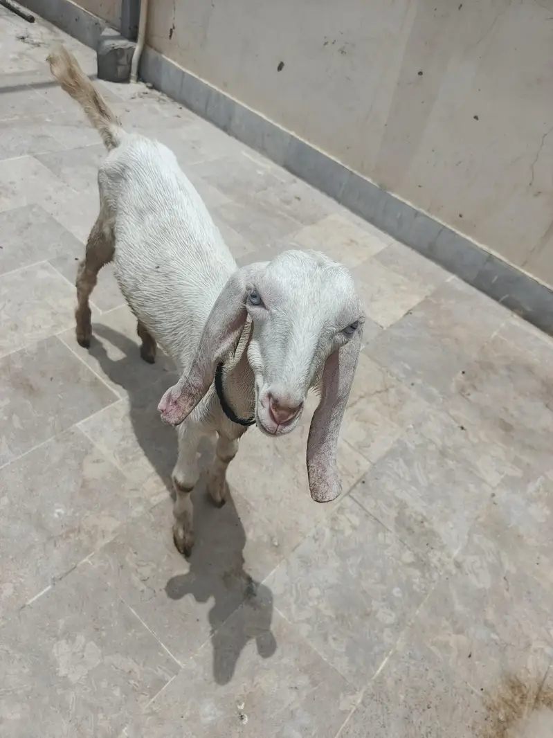 Kamori & Rajanpuri Gulabi Pair — photo 6
