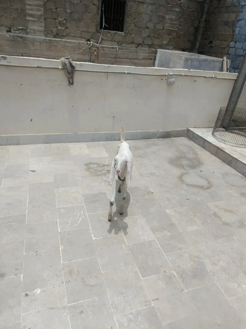 Kamori & Rajanpuri Gulabi Pair — photo 7