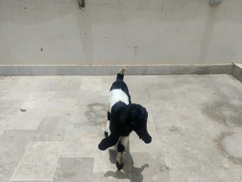 Kamori & Rajanpuri Gulabi Pair — photo 8