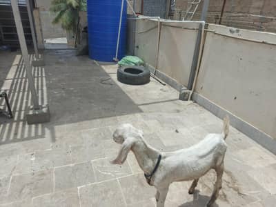 Kamori & Rajanpuri Gulabi Pair