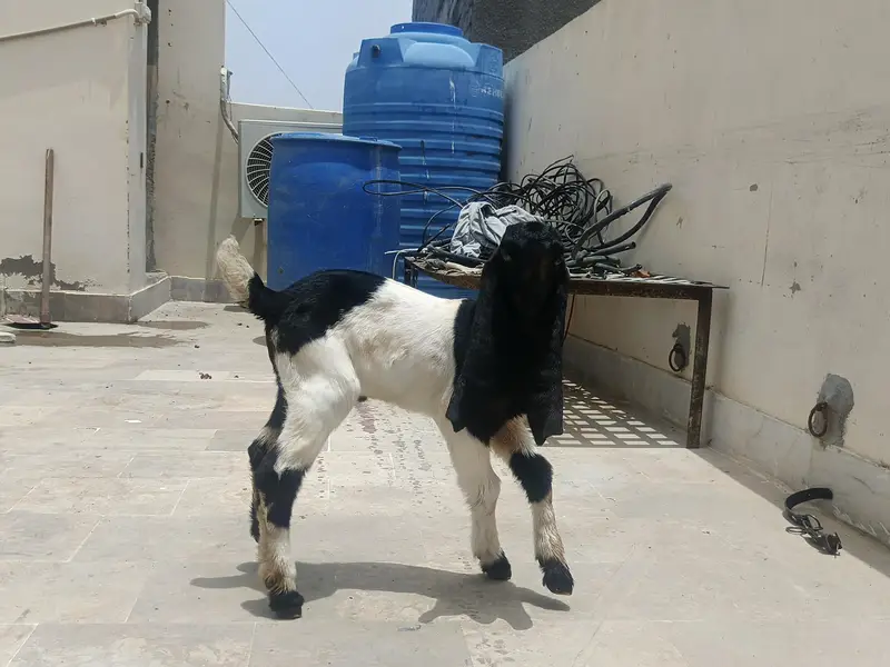 Kamori & Rajanpuri Gulabi Pair — photo 9