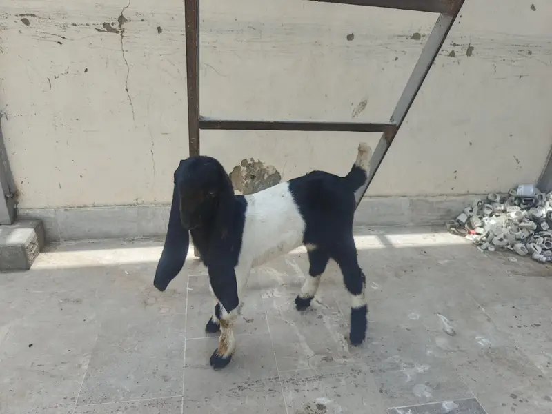 Kamori & Rajanpuri Gulabi Pair — photo 10
