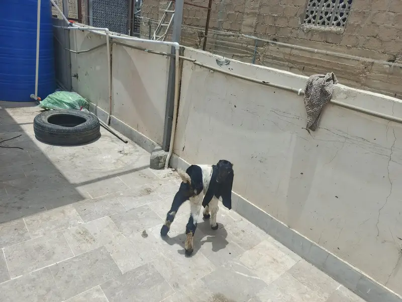 Kamori & Rajanpuri Gulabi Pair — photo 12