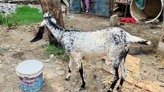 Makhi Cheeni Female Goat for Sale12 Months Old | Healthy & Home Raised