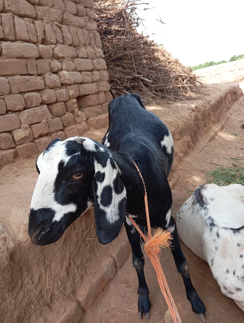 1.5 ماہ کی گبن بکری 1
