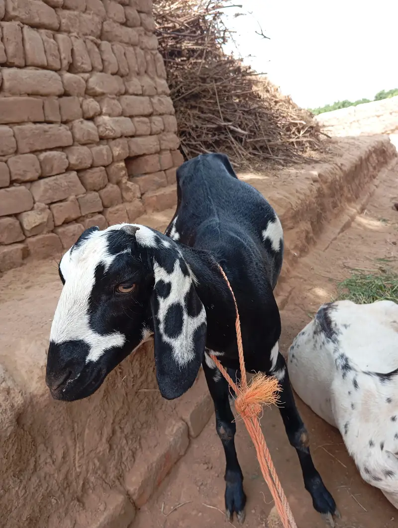 1.5 ماہ کی گبن بکری — photo 2