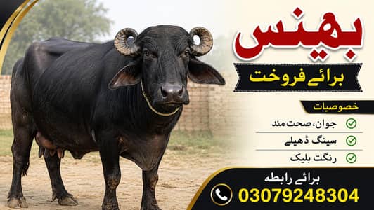 بھینس   سینگ ڈھیلے