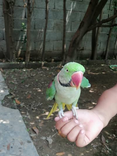 parrot sale