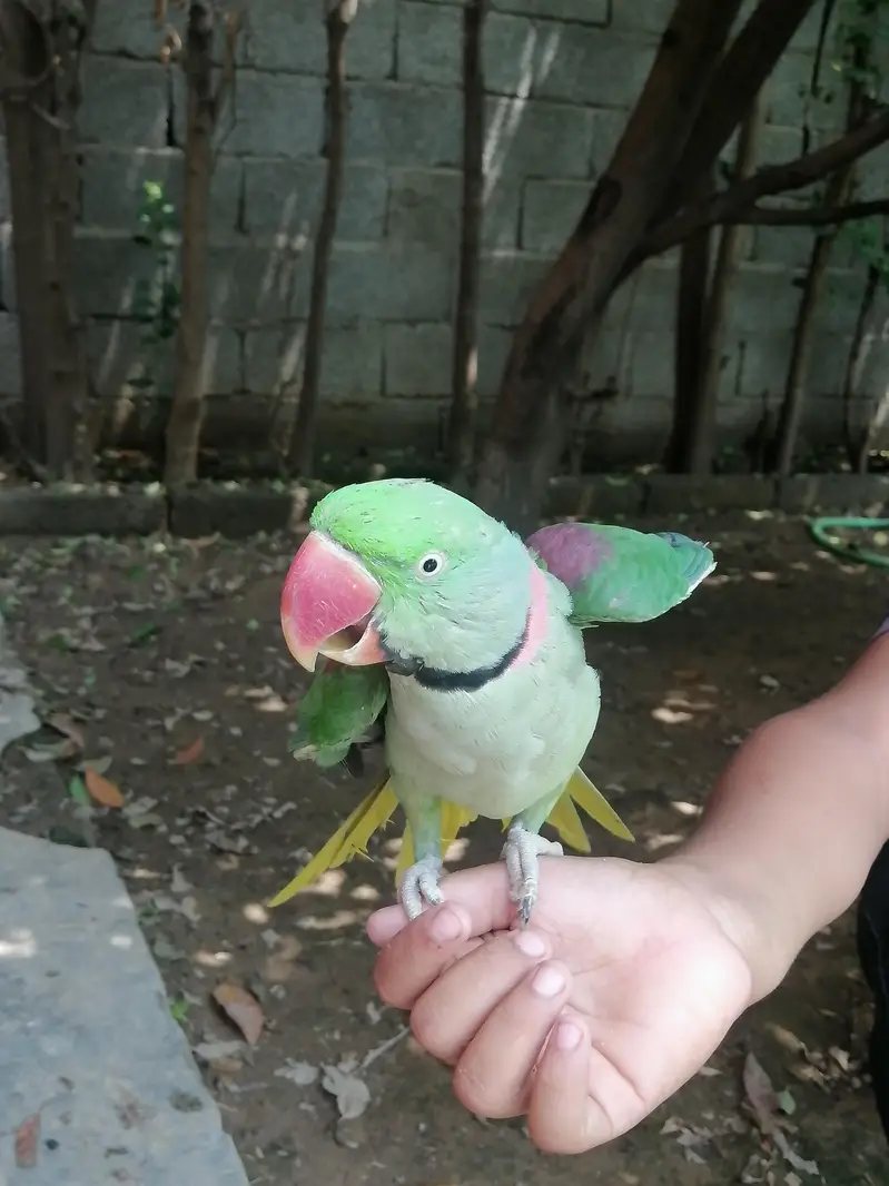 parrot sale — photo 2